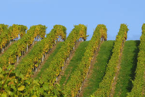 Weingarten im Herbst